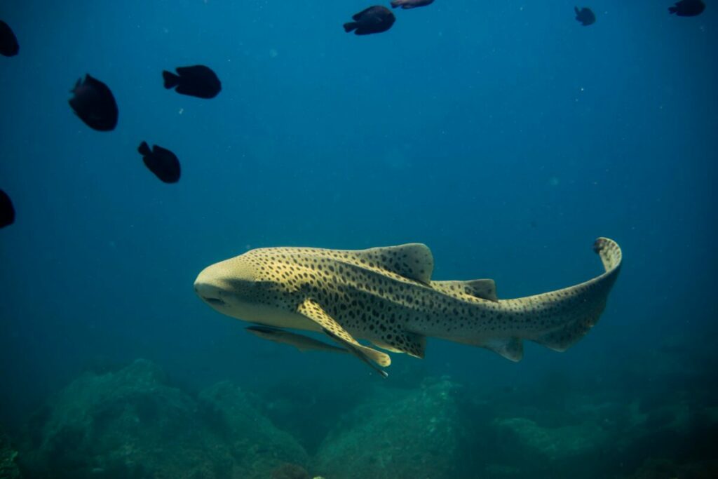 Delve into the conservation concerns surrounding Zebra Sharks, as depicted in this image that underscores the threats of human impact, habitat degradation, and the urgent need for protective measures.