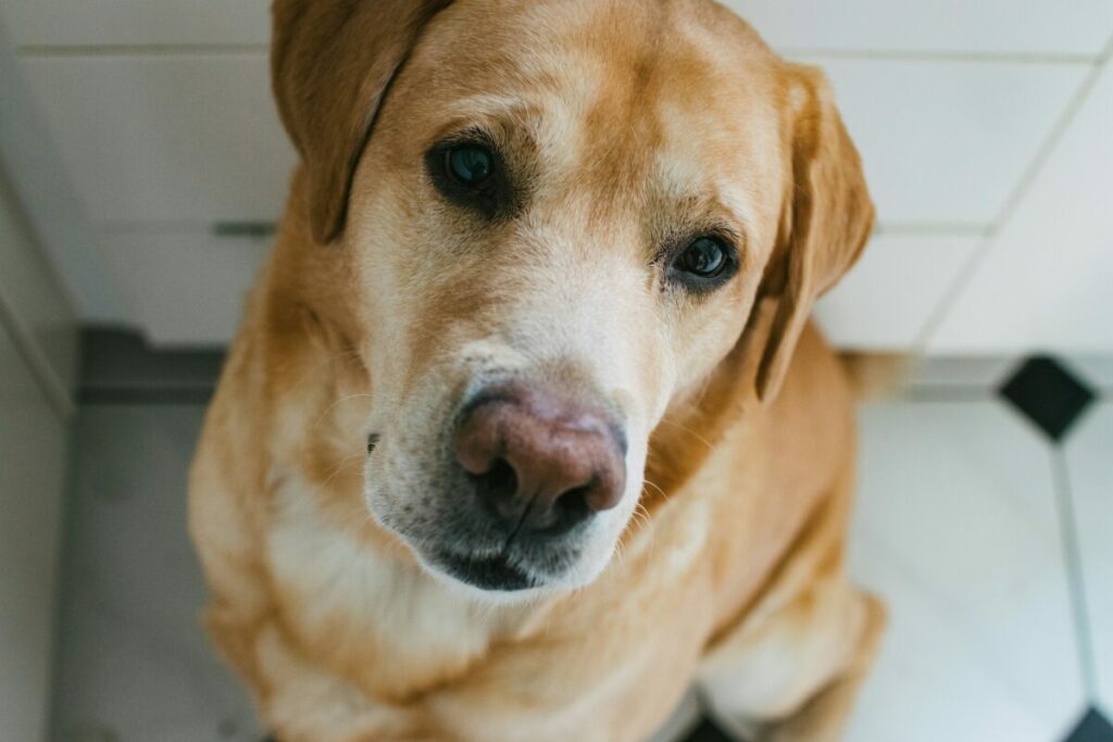 Learn about the key factors influencing the life expectancy of Labrador Retrievers, including genetics, diet, exercise, veterinary care, and lifestyle choices.