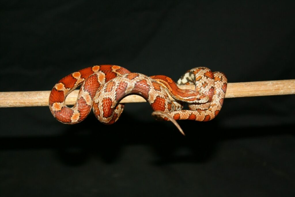 Corn snake on a stick close-up