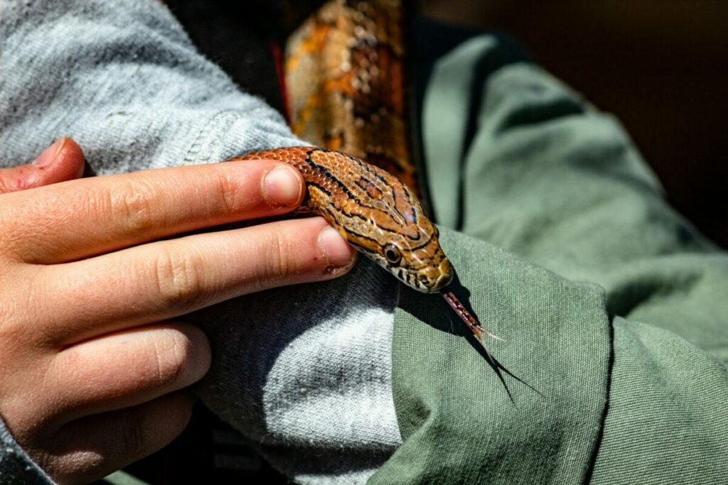 Hand holding and touching a Corn Snake and Corn Snake close-up