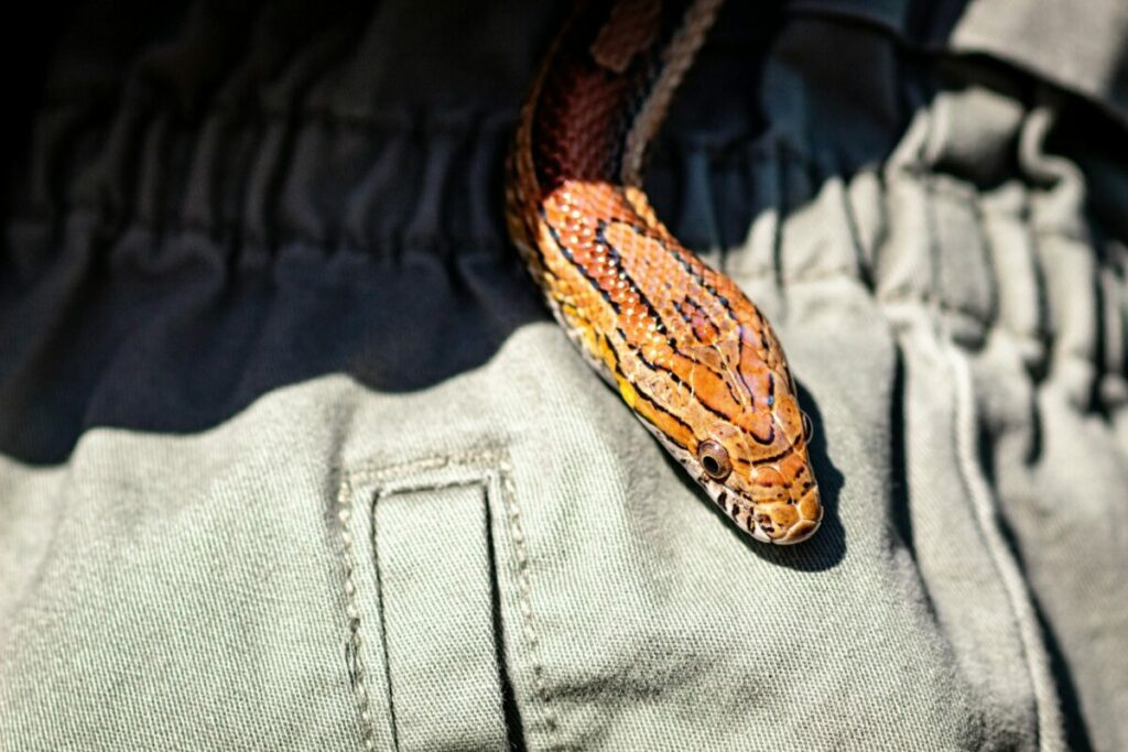 Corn snake face on a trouser close-up