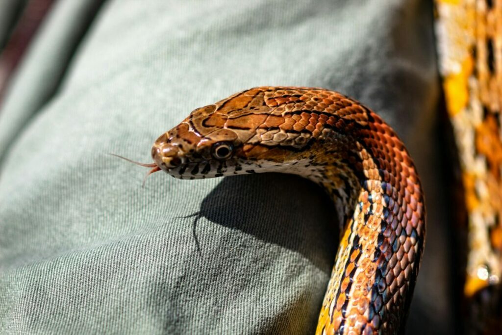 Corn snake head and face close-up