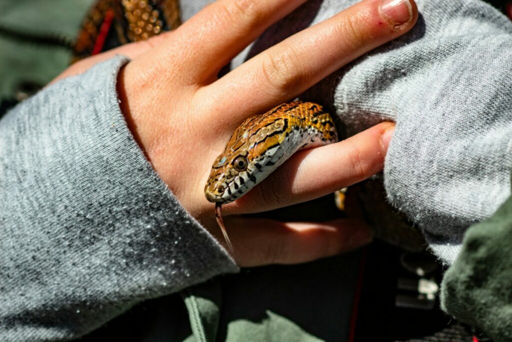 Corn snake pet on a hand