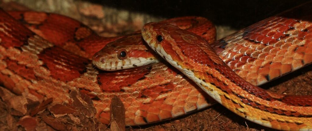 Two corn snakes close-up