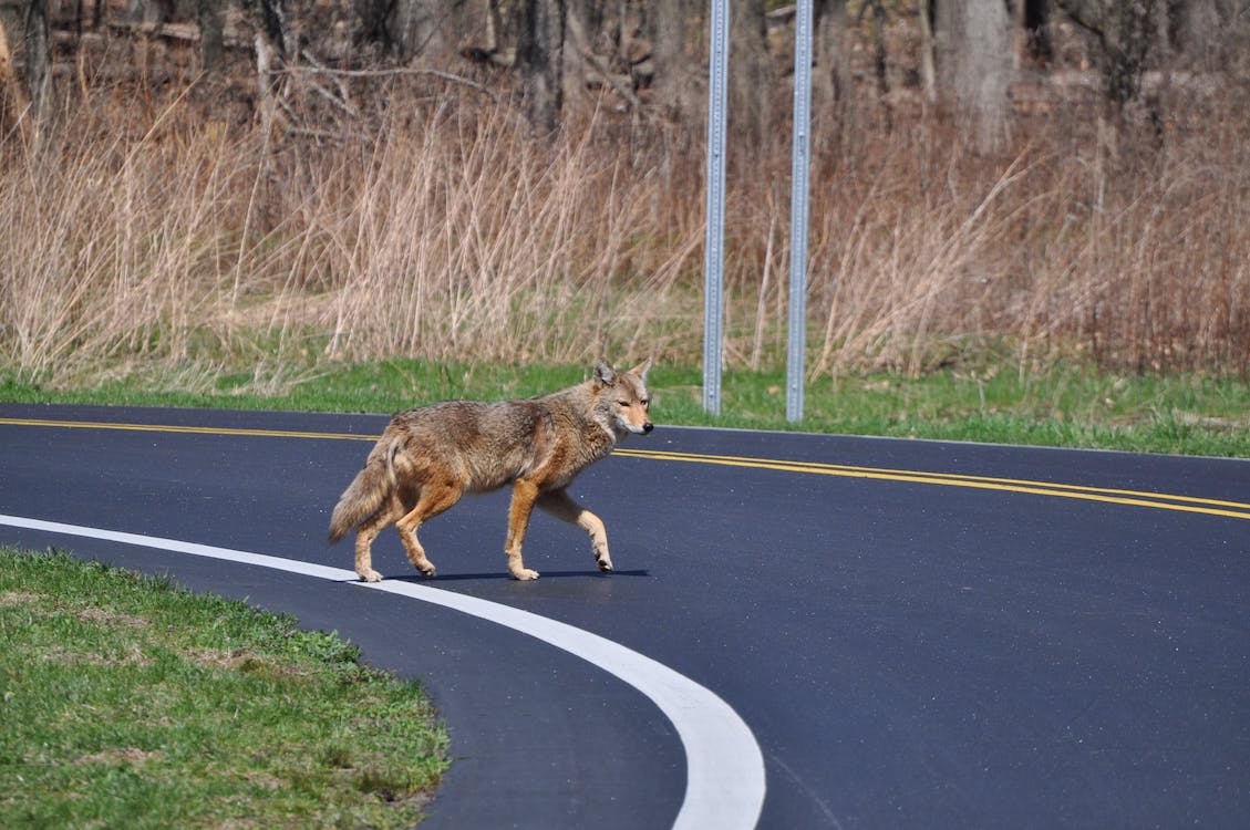 A coyote crossing a roadway