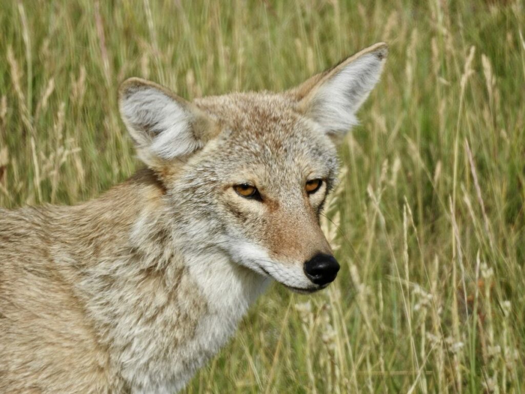 Coyote face close-up