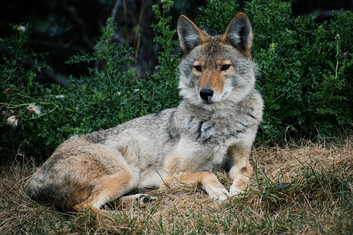 Image of a Coyote lying on the grass