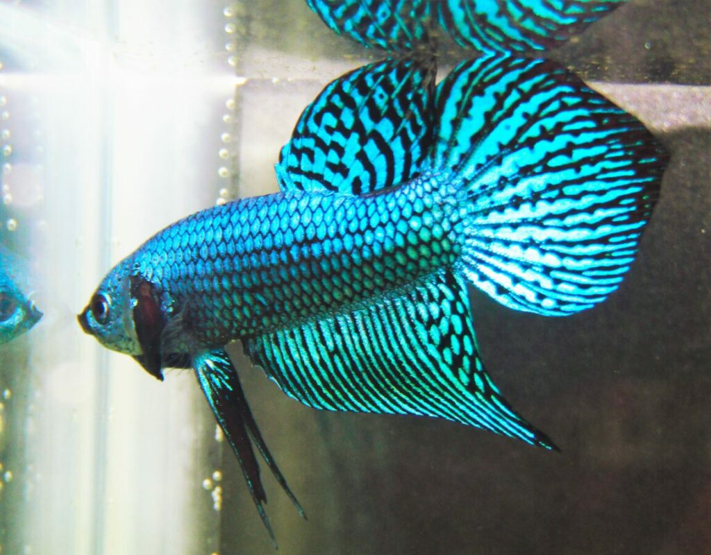 Discover the fundamental care measures to safeguard your Betta fish's health.