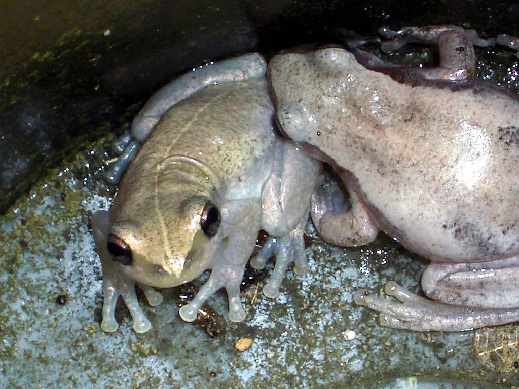 Adorable dessert rain frog with distinctive appearance.