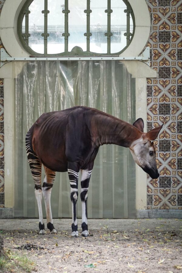 Delve into the intricate details of Okapi facts with this comprehensive guide, offering insights into their elusive nature, distinctive appearance, and the conservation efforts aimed at preserving this remarkable species.