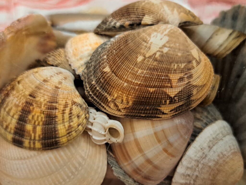 Huge pile of different clams
