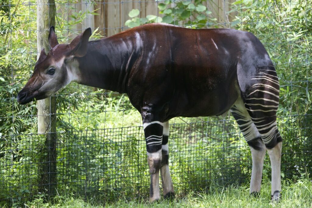 This visual exploration focuses on the distinctive features that set the Okapi apart, showcasing the elegant combination of velvety ears, unique leg markings resembling zebras, and the intricate coat pattern that adds to its allure.