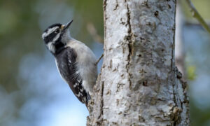 The Downy Woodpecker is a versatile species known for adapting to various dwelling places across North America. Commonly found in deciduous and mixed forests, they thrive in environments with a mix of open woodlands and trees.