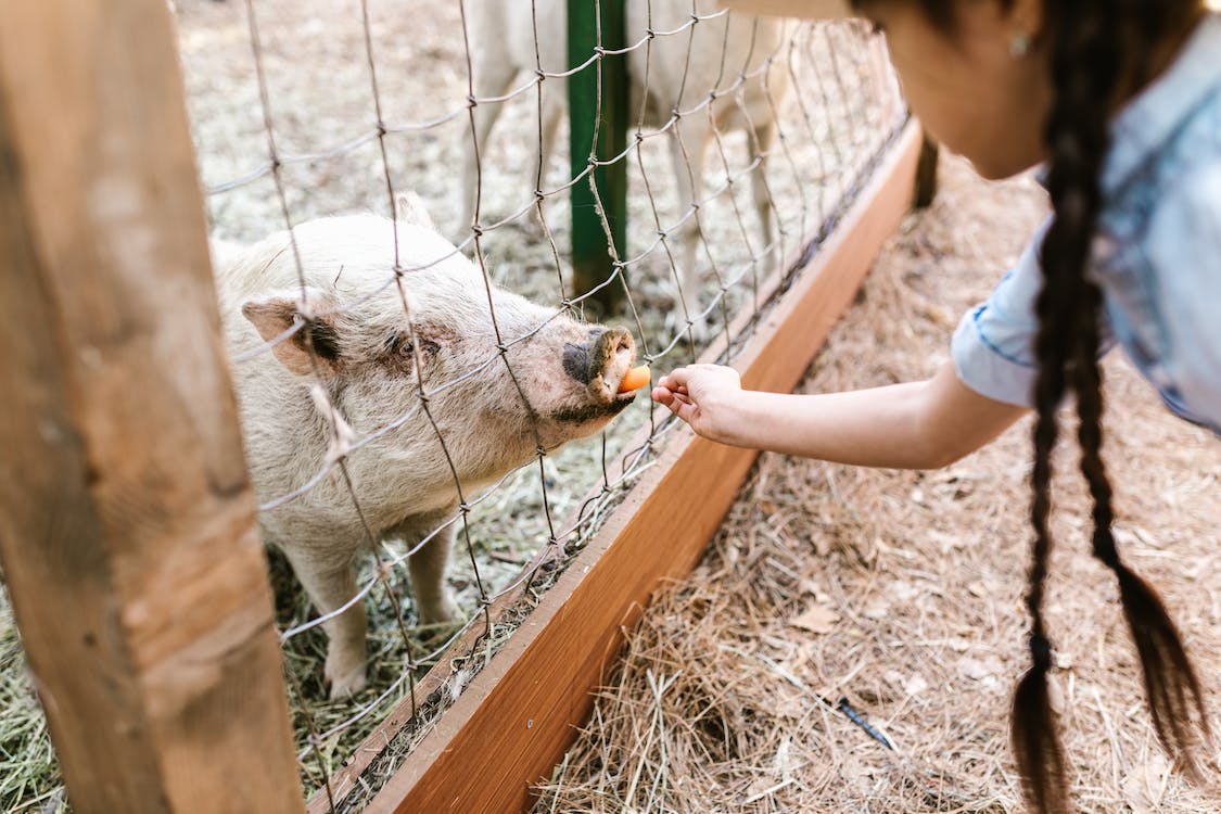 A young girl feeding carrot to a pig