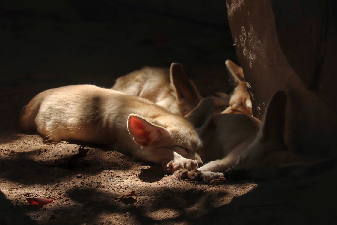 Fennec Foxes sleeping