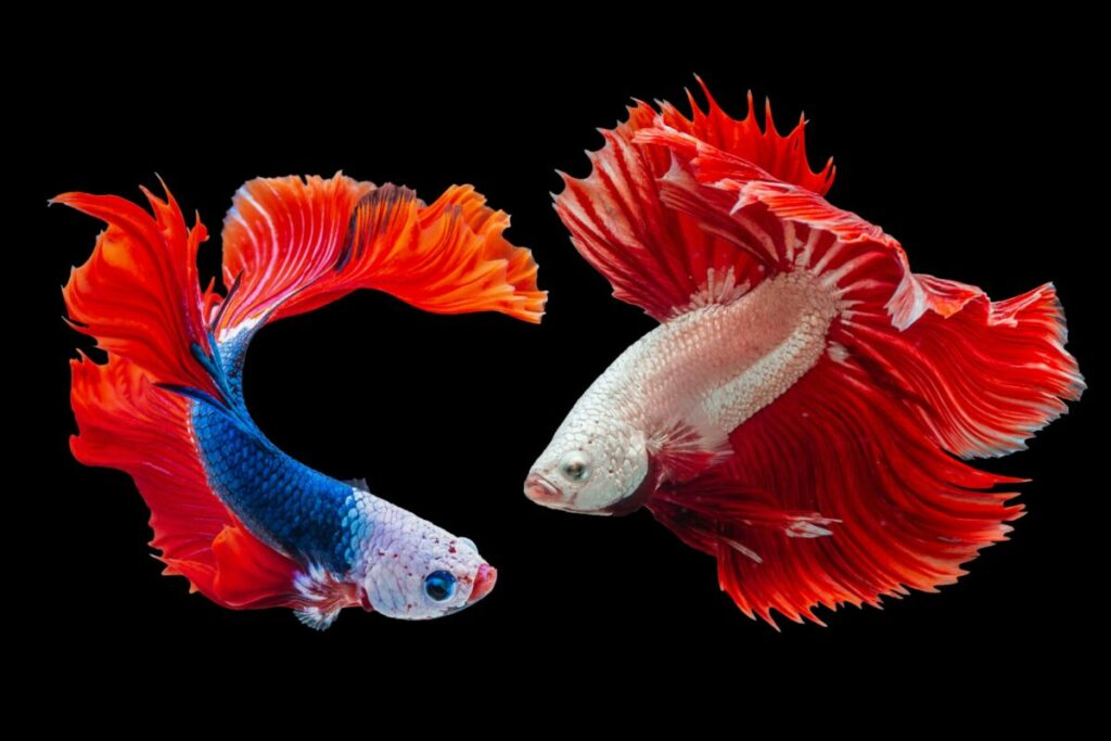 Two fighting fishes on a one frame
