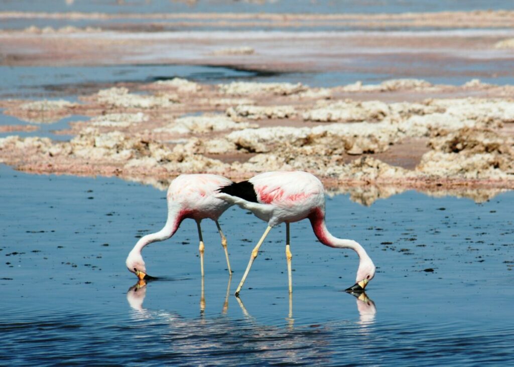 Pair of flamingos hunting for food