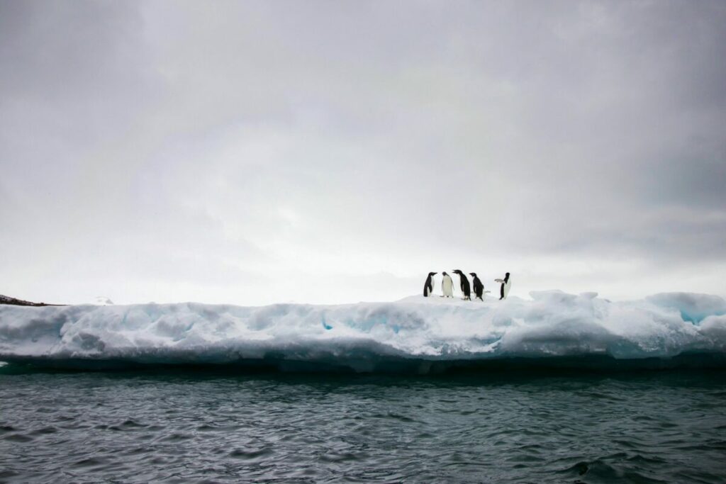 Flock of Penguins on top of the ice in Antarctica