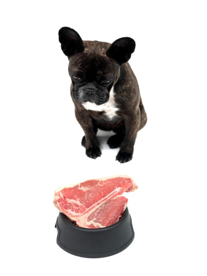 Close-up of a French bulldog with a raw T-Bone Steak