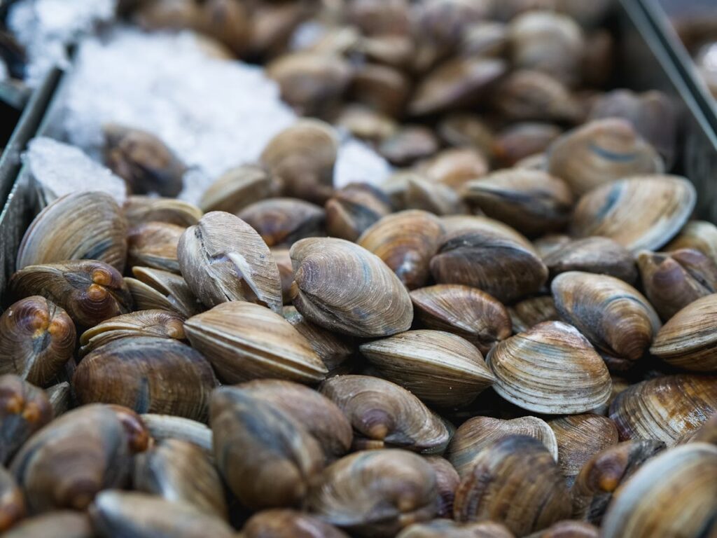 Huge pile of fresh clams