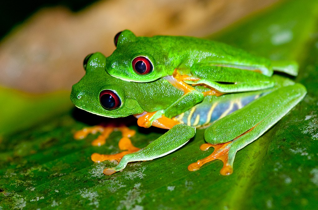 Two frogs engaged in mating rituals in a leaf.