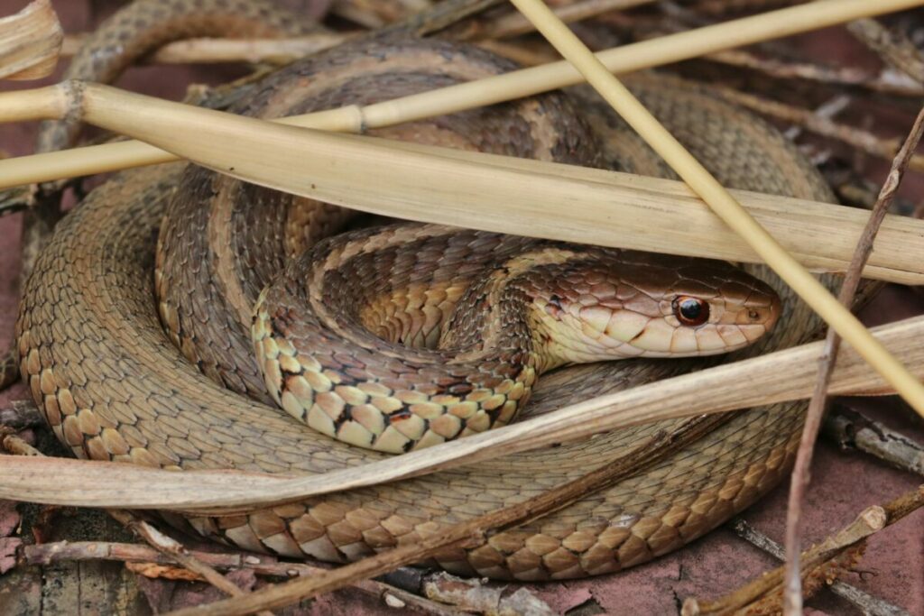 Garter snake in dried grass close-up 