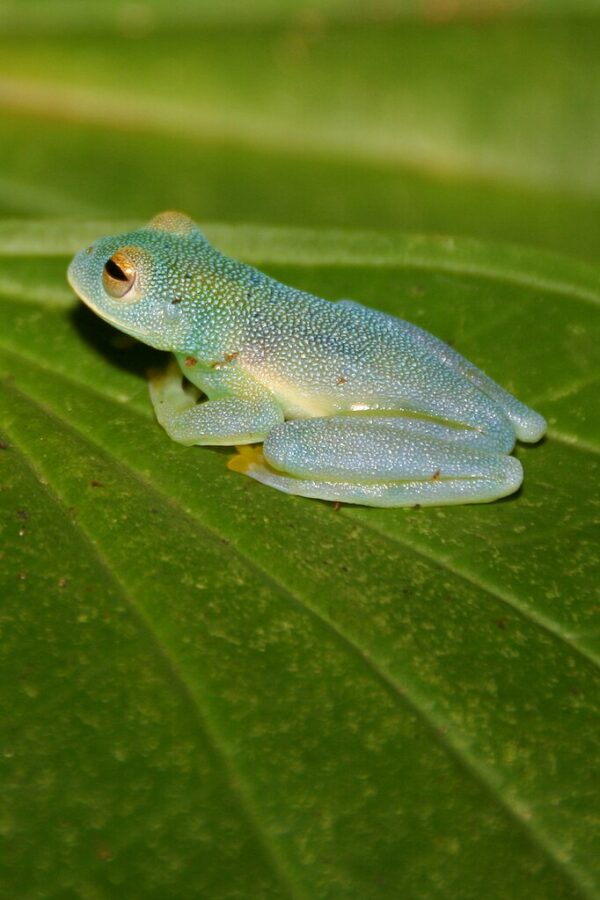 Transparent glass frog clinging to a leaf with visible internal organs.