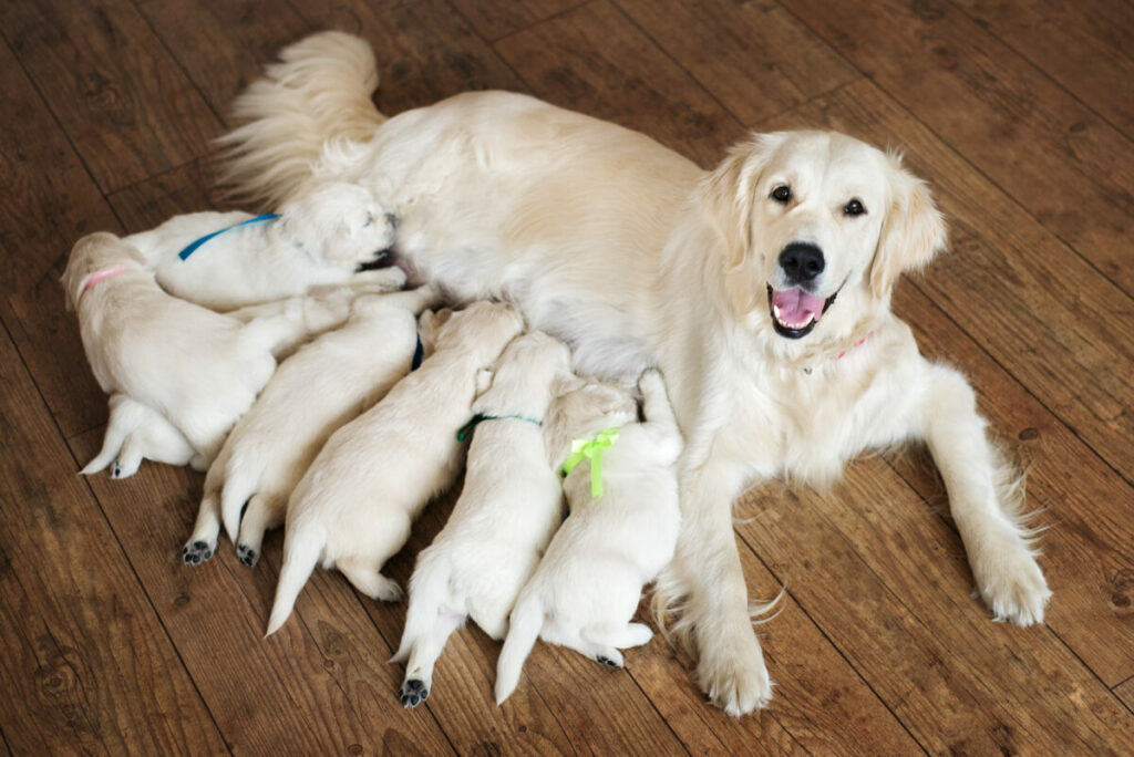 Happy golden retriever dog feeding a huge litter puppies