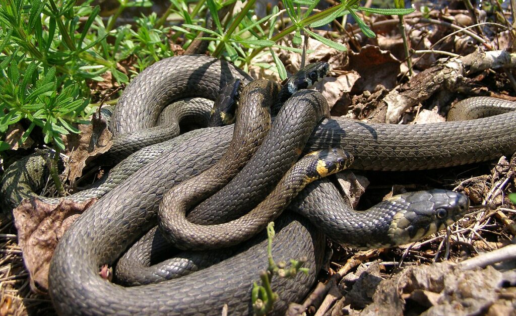 Grass Snakes Mating