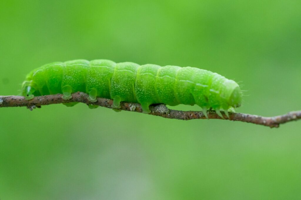 Green caterpillar on a small tree branch