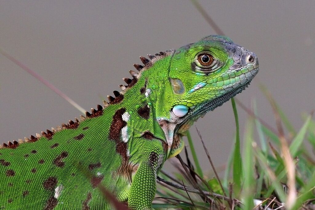 Juvenile green iguana, Grand Cayman