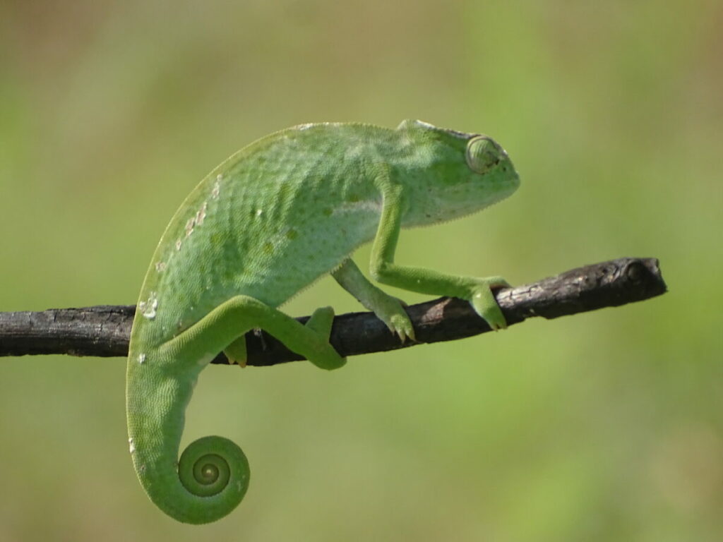 Proper healthcare is essential for the well-being of Senegal Chameleons.