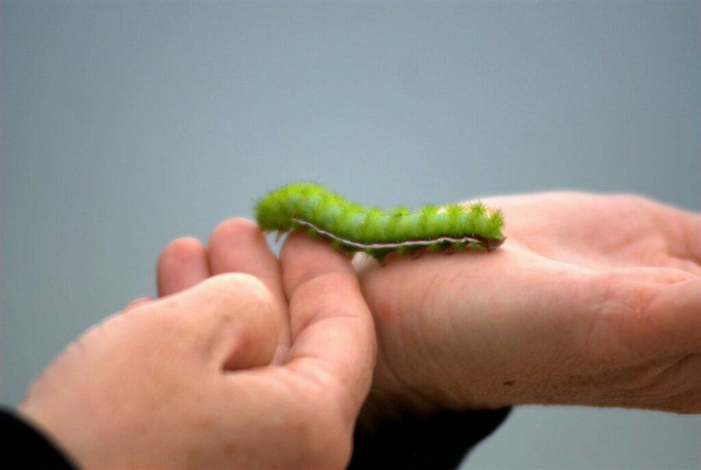 Hands holding a green caterpillar 