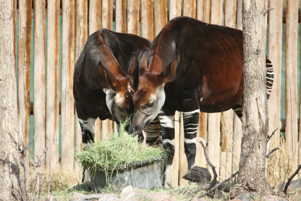 Conclude your exploration of Okapi facts with this engaging wrap-up, presenting a collage that encapsulates their distinctive features, natural habitat in Central Africa's rainforests, and the pressing conservation challenges they face.