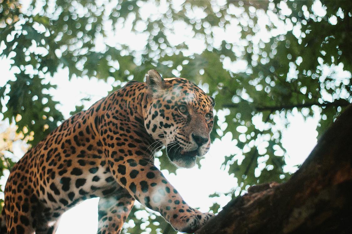 A jaguar climbing a tree in the wild
