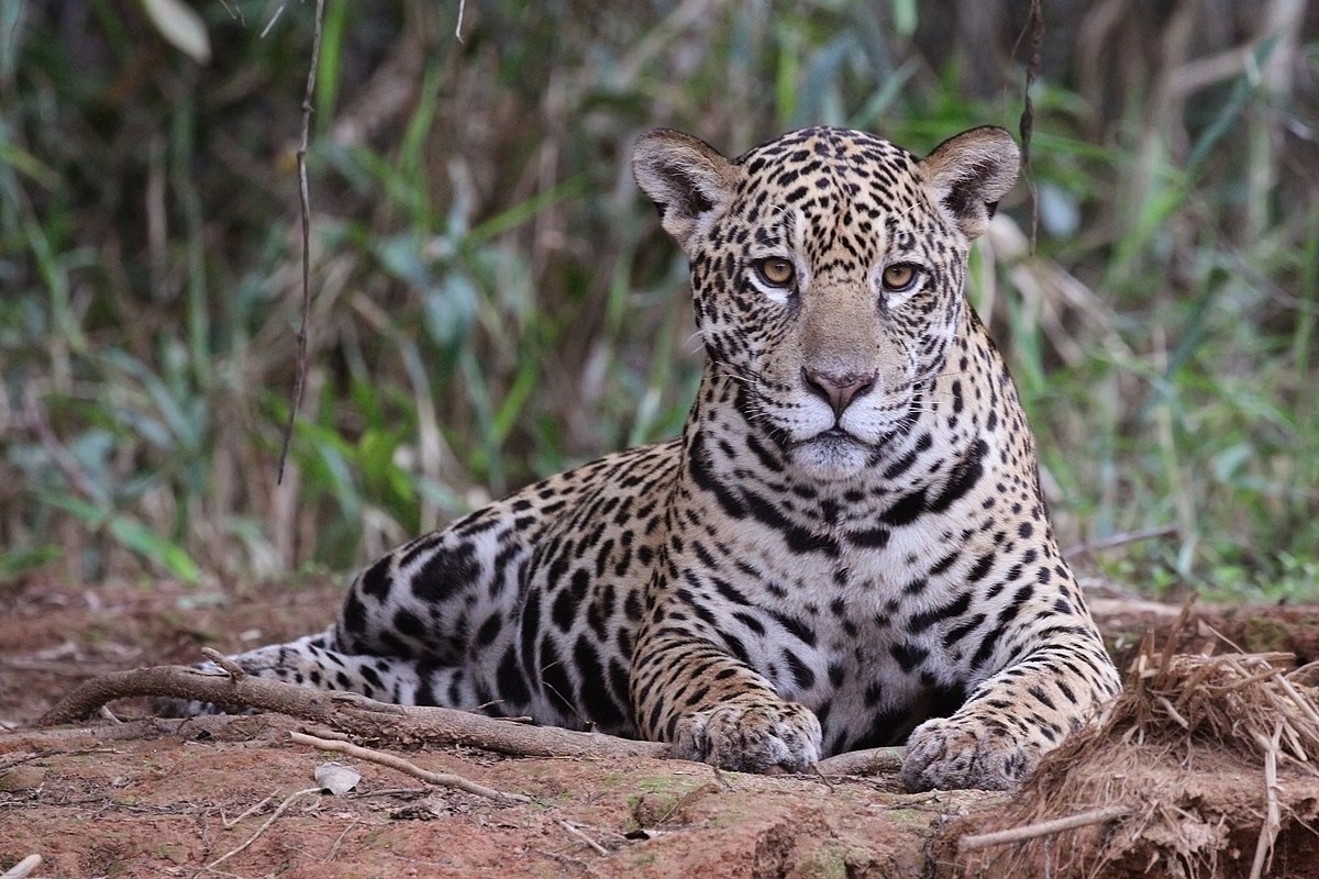 Jaguar (Panthera onca palustris) female, Piquiri River, the Pantanal, Brazil