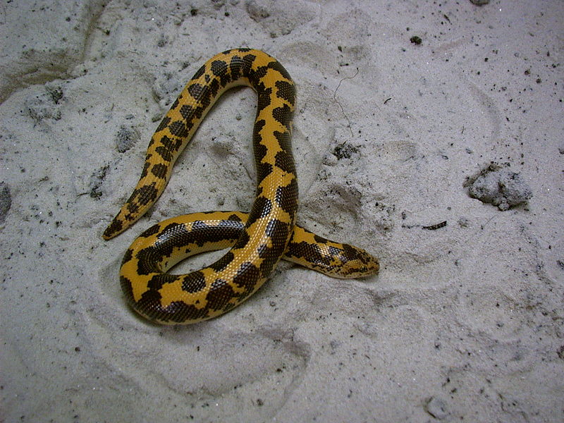 Kenyan Sand Boa Close-up with Bright Yellow Color