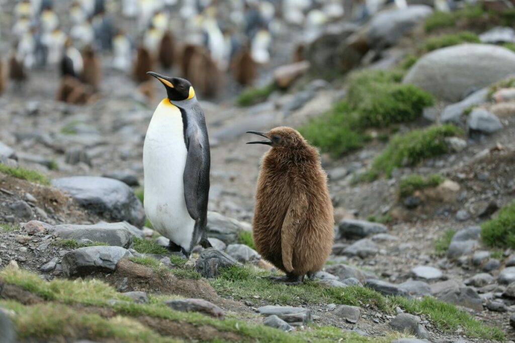 King penguin and King penguin chick