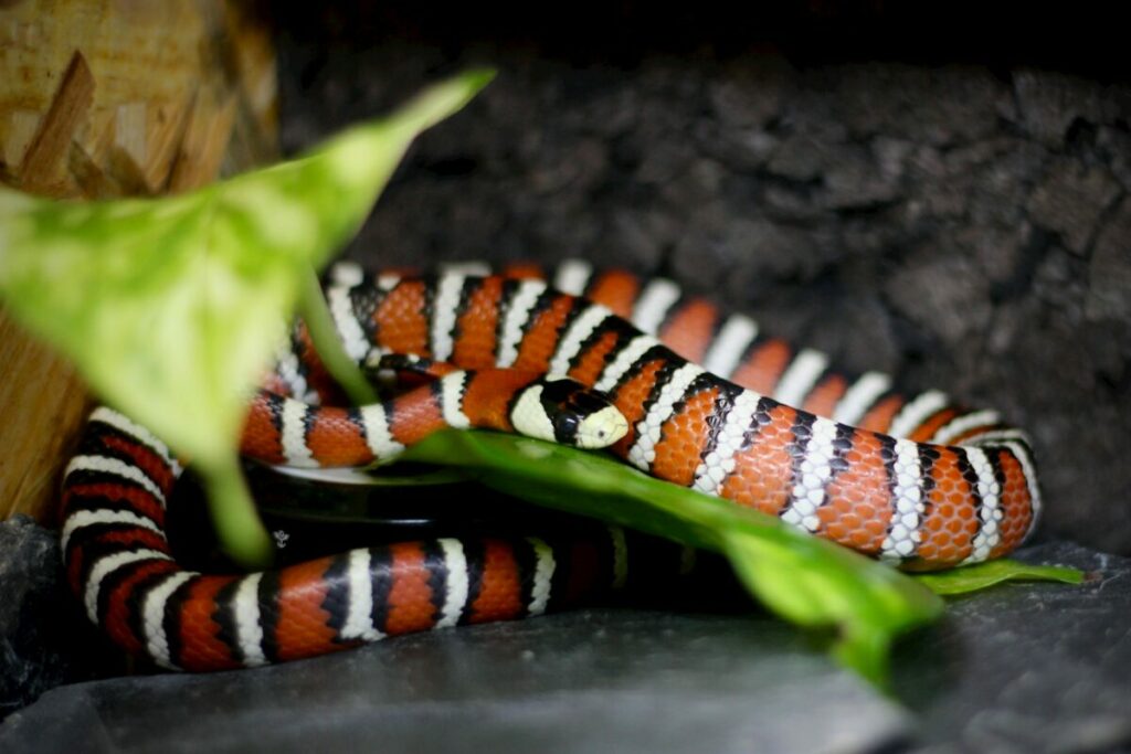 Kingsnake in an enclosure close-up