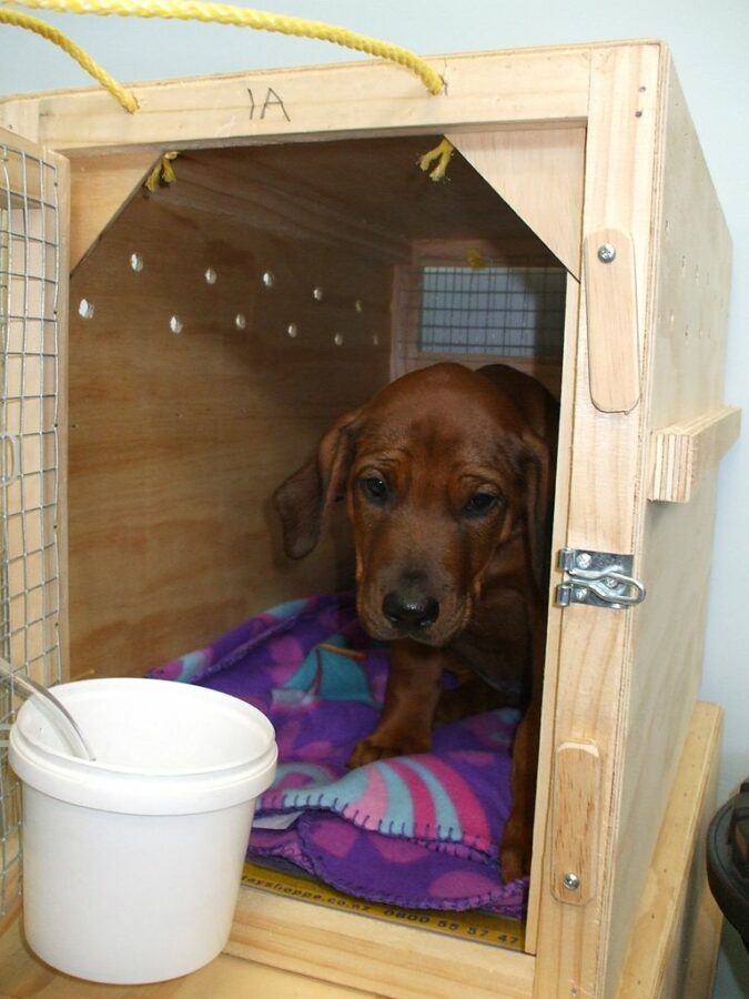 Adorable Labrador puppy comfortably resting in a crate.