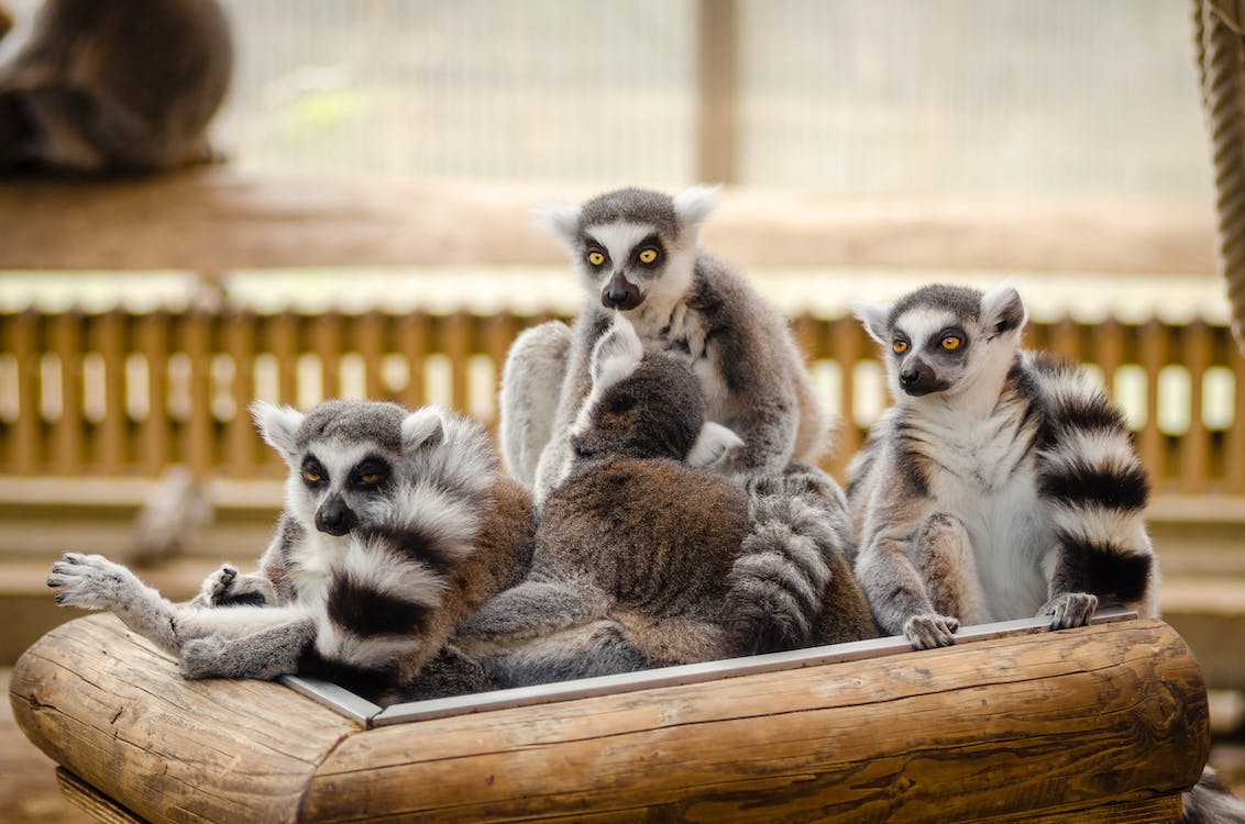 Image of a lemur family