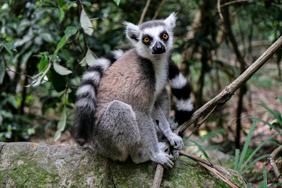 A close shot of a Lemur