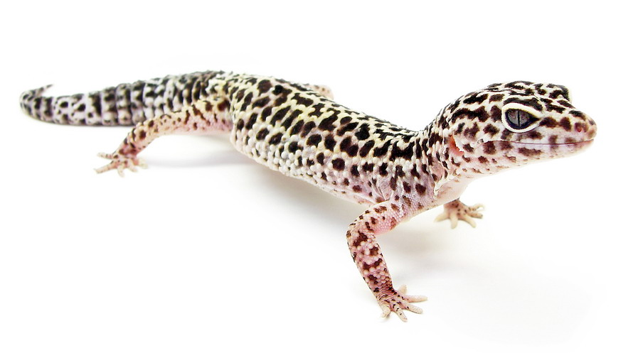 The common leopard gecko, Eublepharis macularius