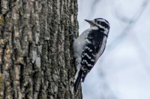 The lifespan of a Downy Woodpecker typically ranges from 4 to 6 years in the wild.