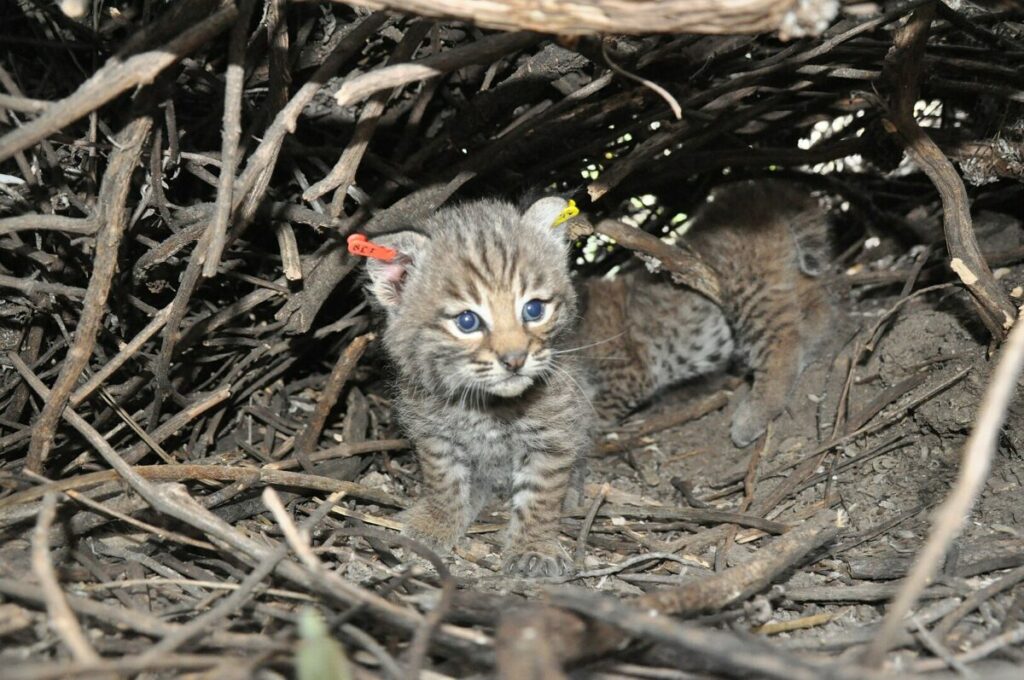 Lonely Bobcat kitten in the wild