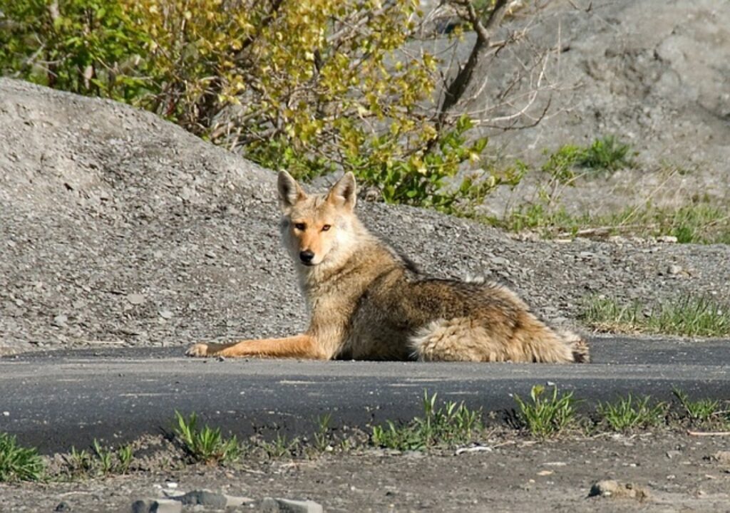 Big lone coyote
