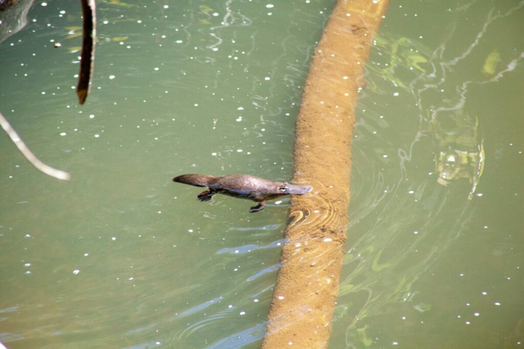 Platypus swimming alone in the wild