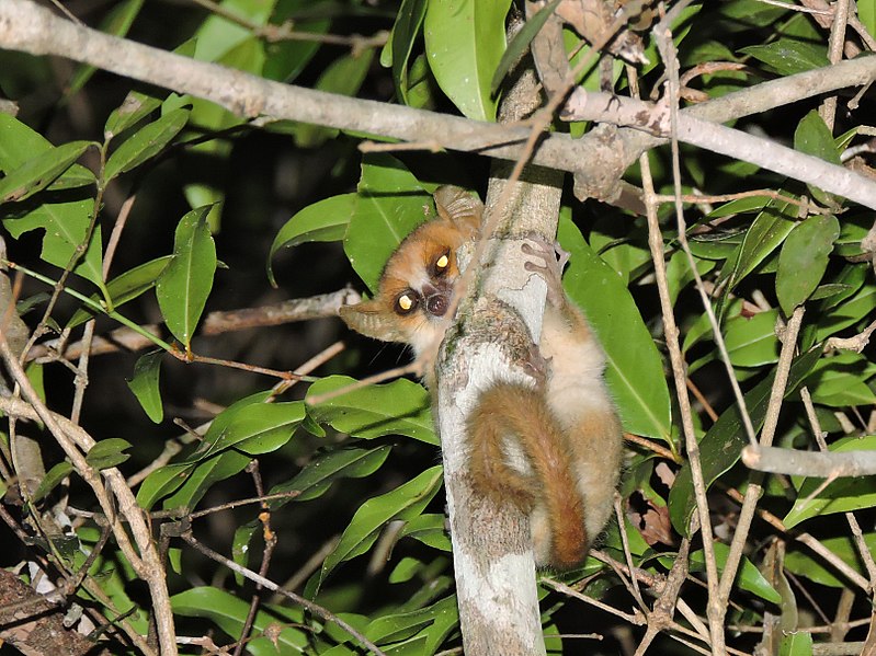 Madame Berthe's Mouse Lemur on a tree branch