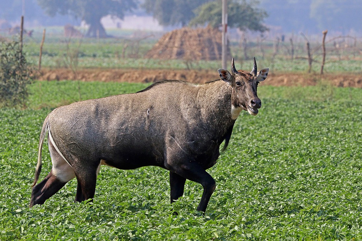 Nilgai (Boselaphus tragocamelus) male, in a potato field, Jamtra, MP, India