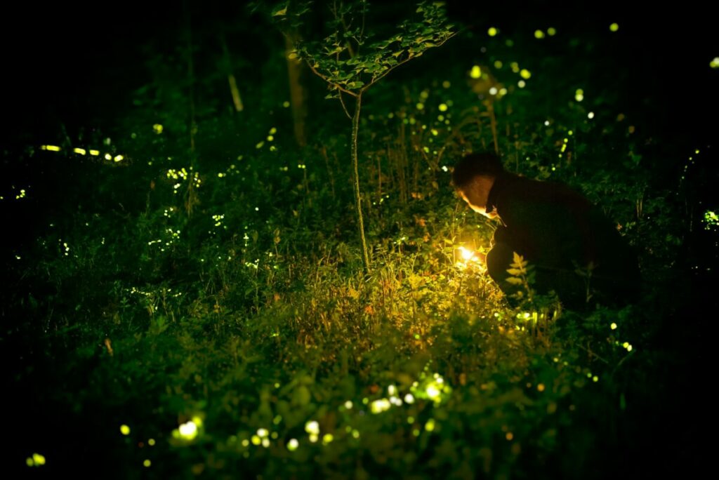 Man and fireflies at night